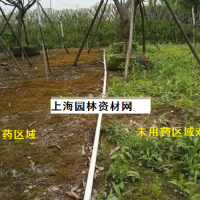草坪里的雜草怎么去除，上海綠化養(yǎng)護(hù)草坪雜草如何管理